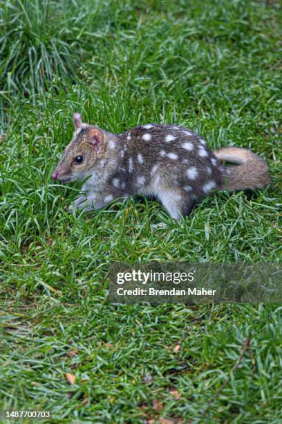 eastern spotted quoll - spotted quoll stock pictures, royalty-free photos & images