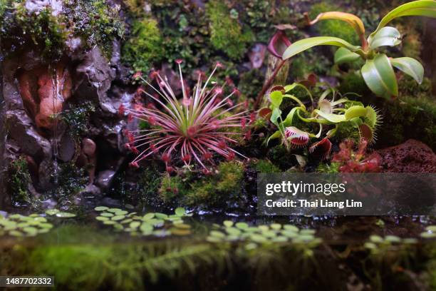 terrarium plant under electric lamp close up - carnivorous stock pictures, royalty-free photos & images