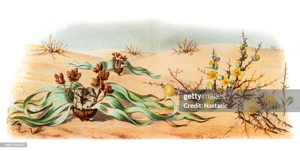 Welwitschia, ou tumbo de árvore (Welwitschia mirabilis) e Acanthosicyos horridus (ou Acanthosicyos horrida);