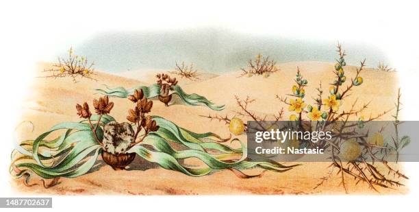welwitschia, or tree tumbo (welwitschia mirabilis) and acanthosicyos horridus (or acanthosicyos horrida); - welwitschia stock illustrations