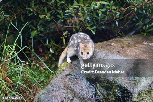 Eastern Spotted Quoll Eastern Spotted Quoll