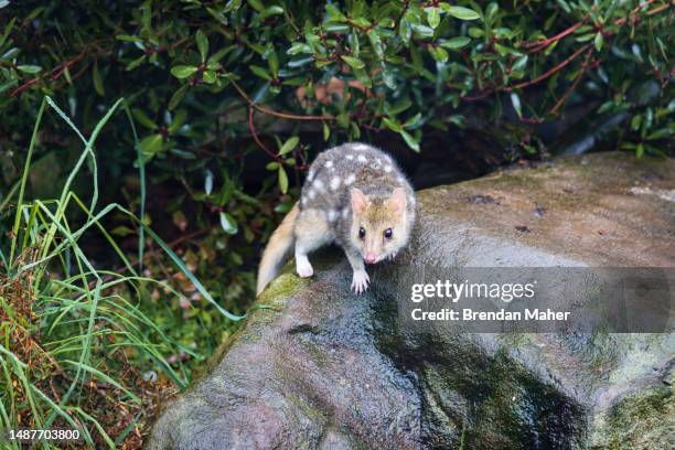 eastern spotted quoll - marsupial stock pictures, royalty-free photos & images