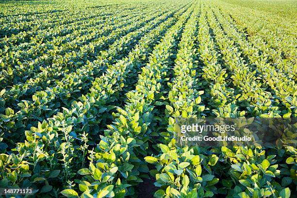 soja field - soybean stock-fotos und bilder