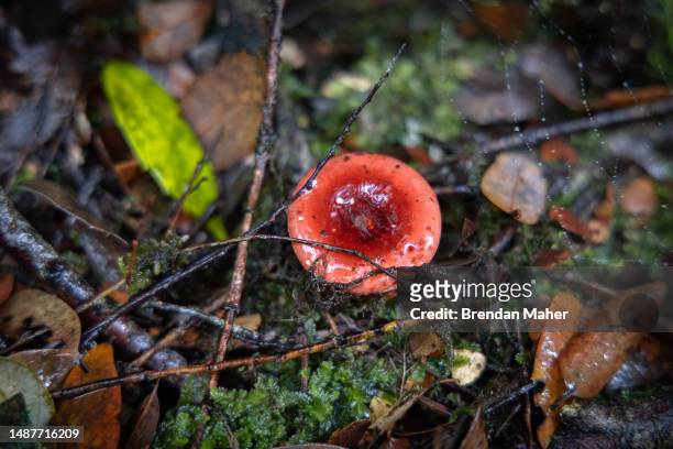 bright red and pink mushroom - death of a rotten photos et images de collection