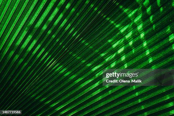 close up of green palm leaf showing natural patterns - tropical tree stock pictures, royalty-free photos & images