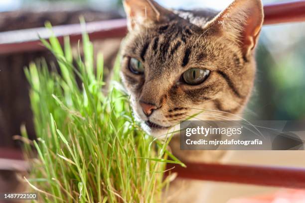 tabby cat eating catnip from a pot - catmint stock pictures, royalty-free photos & images