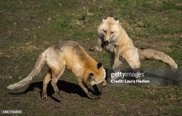 Fox Fight 504 Red Fox Fight Stock Photos, High-Res Pictures, and Images - Getty ...