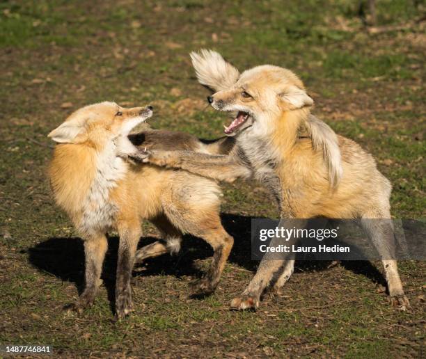 Fox Fight 504 Red Fox Fight Stock Photos, High-Res Pictures, and Images - Getty ...