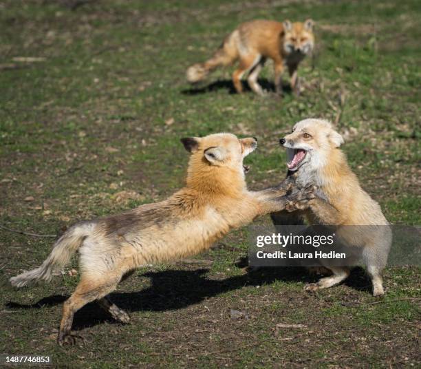 Fox Fight 505 Red Fox Fight Stock Photos, High-Res Pictures, and Images - Getty ...