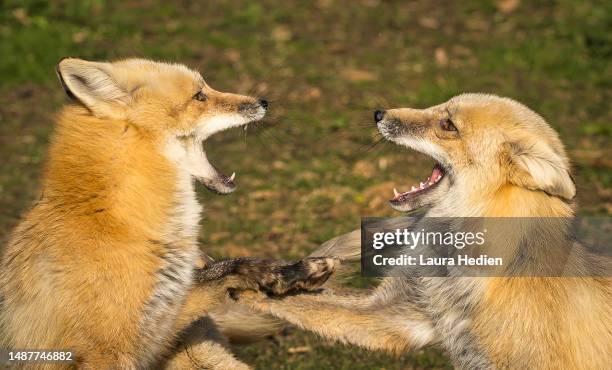 Fox Fight 504 Red Fox Fight Stock Photos, High-Res Pictures, and Images - Getty ...