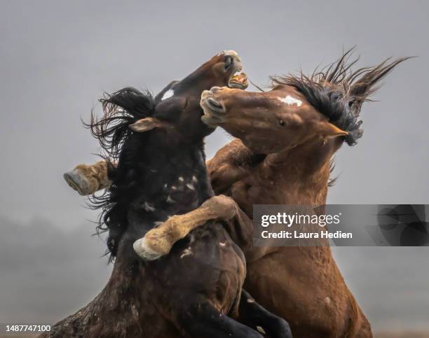 mustang stallions battling in utah in the springtime - horse rearing up stockfoto's en -beelden