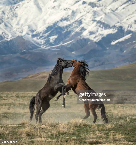 mustang stallions battling in utah in the springtime - stallion stock pictures, royalty-free photos & images