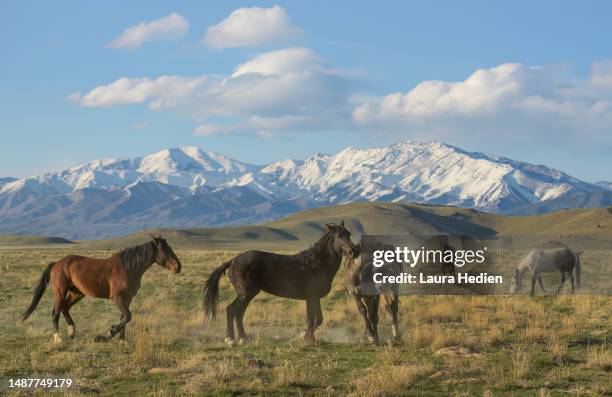 a band of mustangs in utah in the springtime - 野生馬 ストックフォトと画像