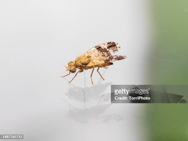 close-up fruit fly with spotted wings, trypetoptera punctulata - fruit flies stock pictures, royalty-free photos & images