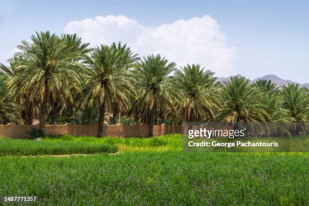 date palm plantations and grass area - date palm tree stock-fotos und bilder