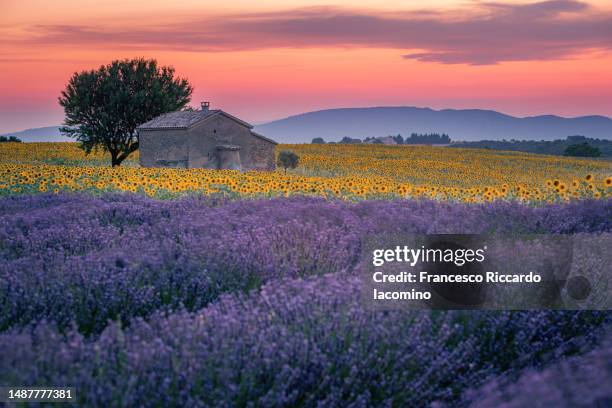 Lavender And Sunflowers Field At Valensole Plateau Full Bloom Sunset ...