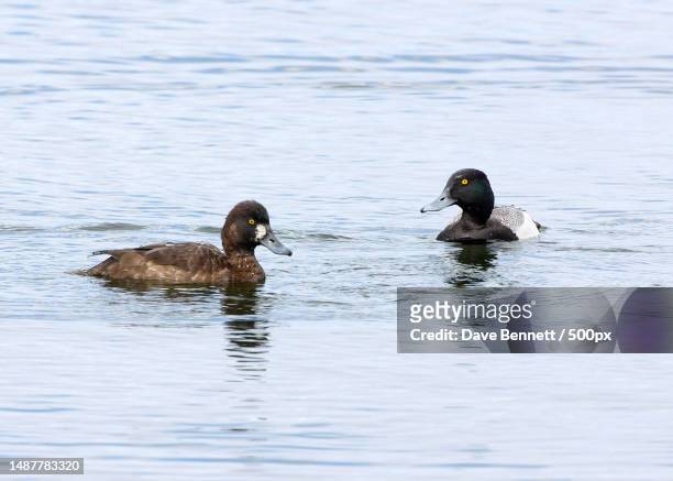two ducks swimming - コスズガモ ストックフォトと画像