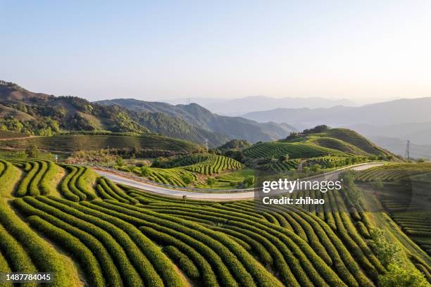 hilltop tea plantation - fuzhou stock-fotos und bilder