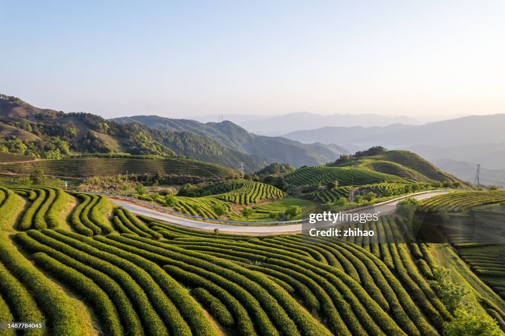 Hilltop tea plantation