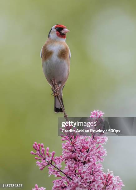 close-up of gold finch perching on plant - carduelis carduelis stock pictures, royalty-free photos & images