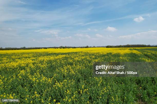 scenic view of oilseed rape field against sky,bedford,united kingdom,uk - vegetable farm stock pictures, royalty-free photos & images