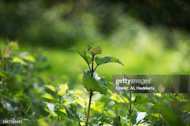 stinging nettles in a field - brennessel stock-fotos und bilder