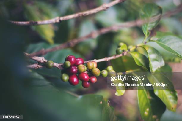 coffee bean on coffee tree in cafe plantation,romania - coffee plant stock pictures, royalty-free photos & images