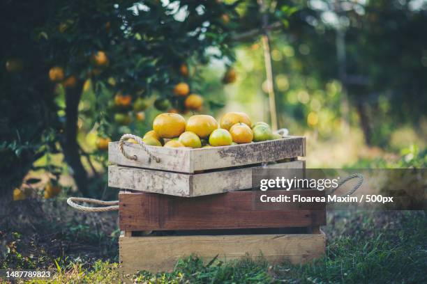close-up of oranges in crate on table,romania - wooden box stockfoto's en -beelden