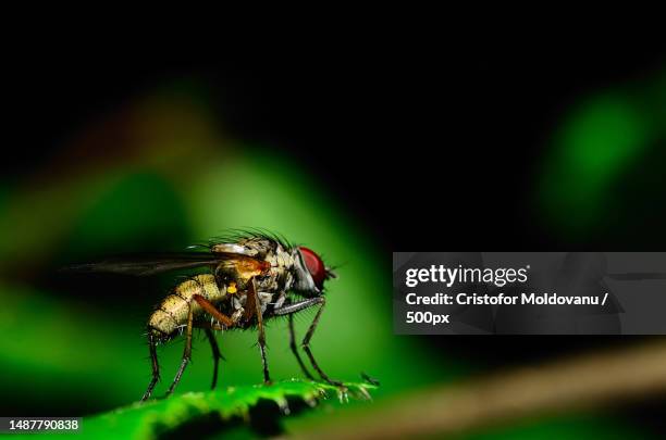 close-up of insect on leaf,romania - house fly stock pictures, royalty-free photos & images