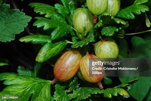 close-up of fruits growing on tree,romania - uva spina foto e immagini stock