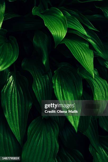 high angel view of fresh green hosta lancifolia leaves. lush foliage background - lancifolia stock pictures, royalty-free photos & images