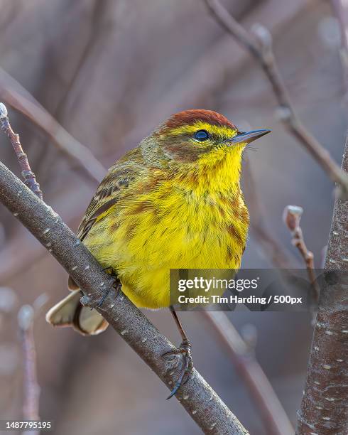 close-up of songwarbler perching on branch - yellow perch bildbanksfoton och bilder