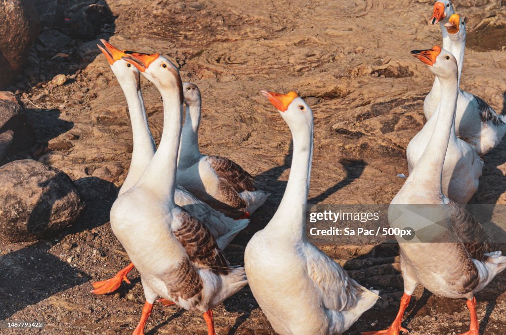 High angle view of birds on field