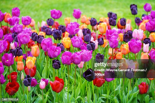 close-up of multi colored tulips in field,wisley,woking,united kingdom,uk - wayne gerard trotman fotografías e imágenes de stock