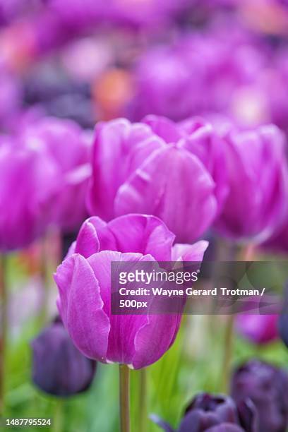 close-up of purple crocus flowers on field,wisley,woking,united kingdom,uk - wayne gerard trotman fotografías e imágenes de stock