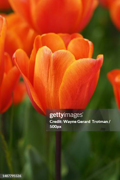 close-up of orange tulip,wisley,woking,united kingdom,uk - wayne gerard trotman fotografías e imágenes de stock