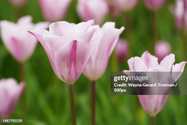 close-up of pink crocus flowers on field,wisley,woking,united kingdom,uk - wayne gerard trotman stockfoto's en -beelden