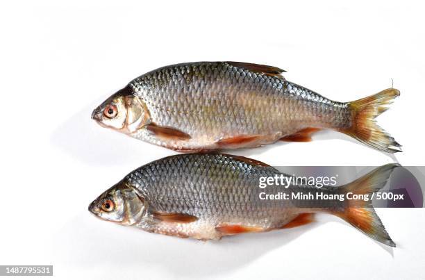 close-up of fishes against white background,france - common roach stock pictures, royalty-free photos & images