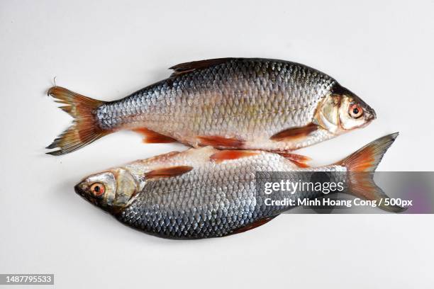 close-up of dead fish on white background,france - common roach stock pictures, royalty-free photos & images