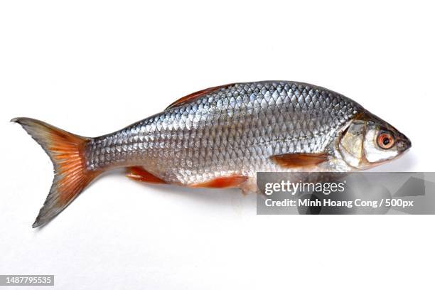 close-up of dead carp against white background,france - common roach stock pictures, royalty-free photos & images