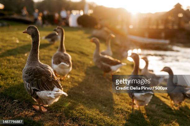 flock of birds ducks walks on the grass at sunset,romania - wingwalking stock pictures, royalty-free photos & images