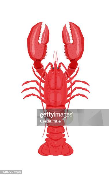 illustration of a red lobster on a white background . - crayfish seafood stock illustrations