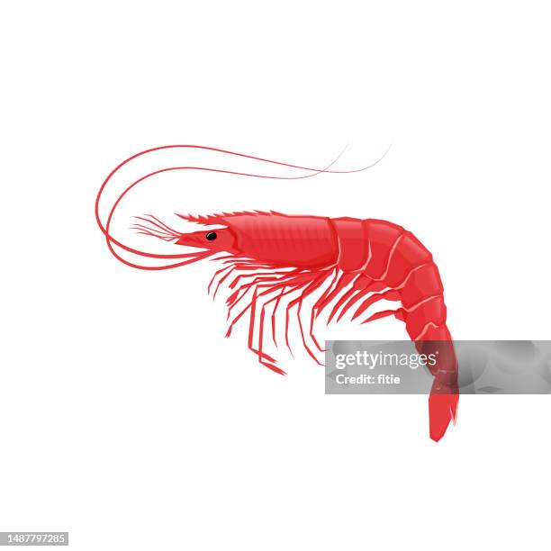 ilustrações, clipart, desenhos animados e ícones de ilustração de um camarão vermelho em um fundo branco. - gamba marisco