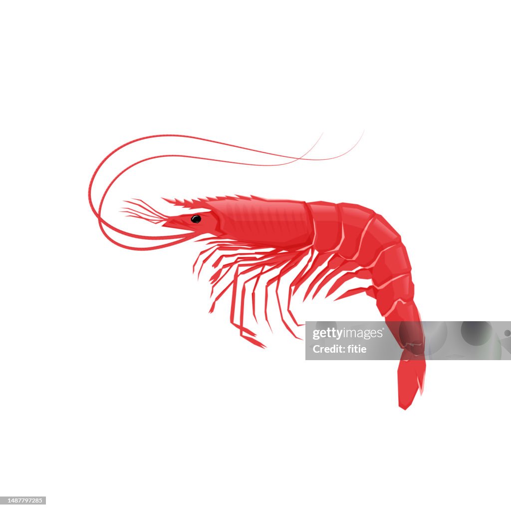 Illustration of a red shrimp on a white background .