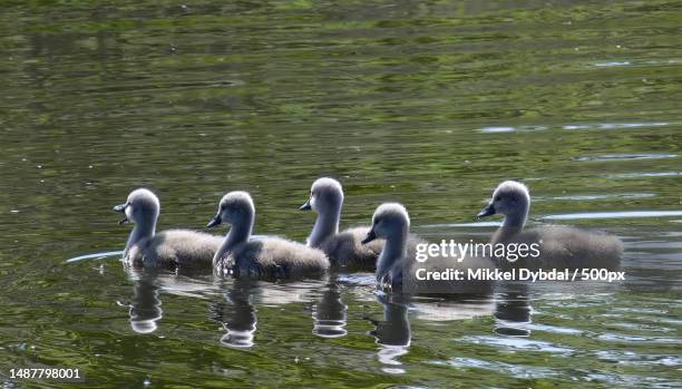 high angle view of swans swimming in lake,sevel,denmark - cygnet stock pictures, royalty-free photos & images