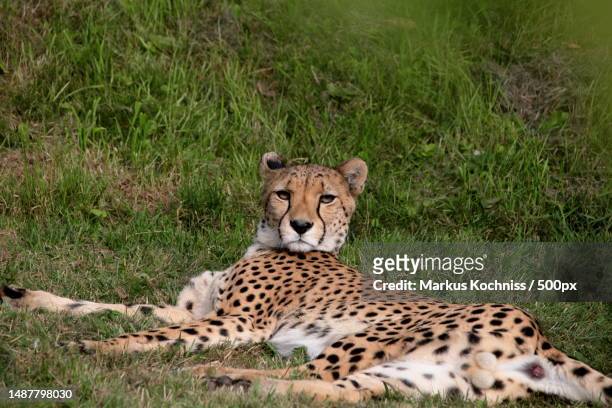 portrait of african cheetah relaxing on grassy field,germany - afrikaans jachtluipaard stockfoto's en -beelden