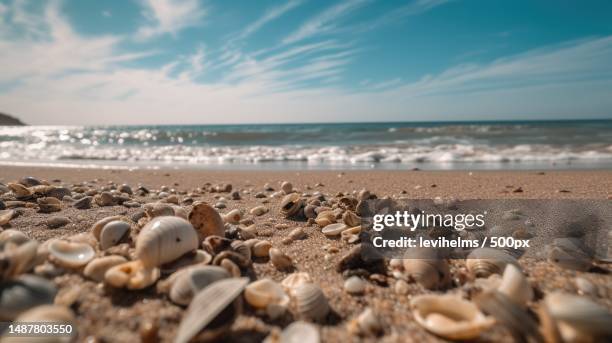 close-up of seashells on beach against sky - sea shells stock pictures, royalty-free photos & images