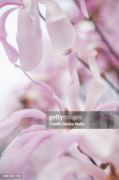 spring background of pink sakura flowers. macro flowering trees close-up. - bud stock pictures, royalty-free photos & images