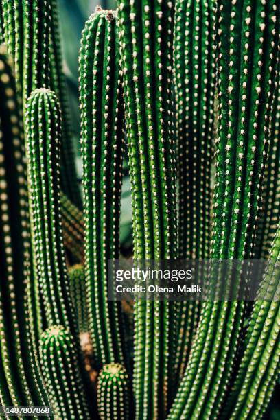 close up of cactuses - thorn pattern stock pictures, royalty-free photos & images