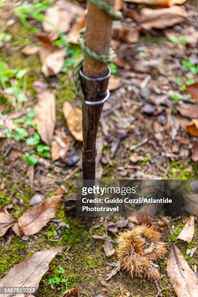 tuscany, tools for truffle hunting - san miniato stock pictures, royalty-free photos & images